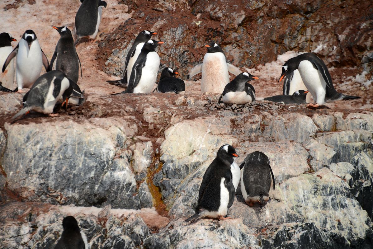 14C Some Gentoo Penguins Are Nesting While Others Build Nests On Cuverville Island From Zodiac On Quark Expeditions Antarctica Cruise